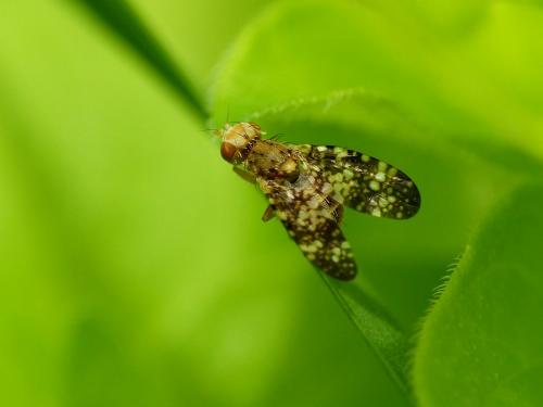 Réf. 285 493 : Oxyna flavipennis